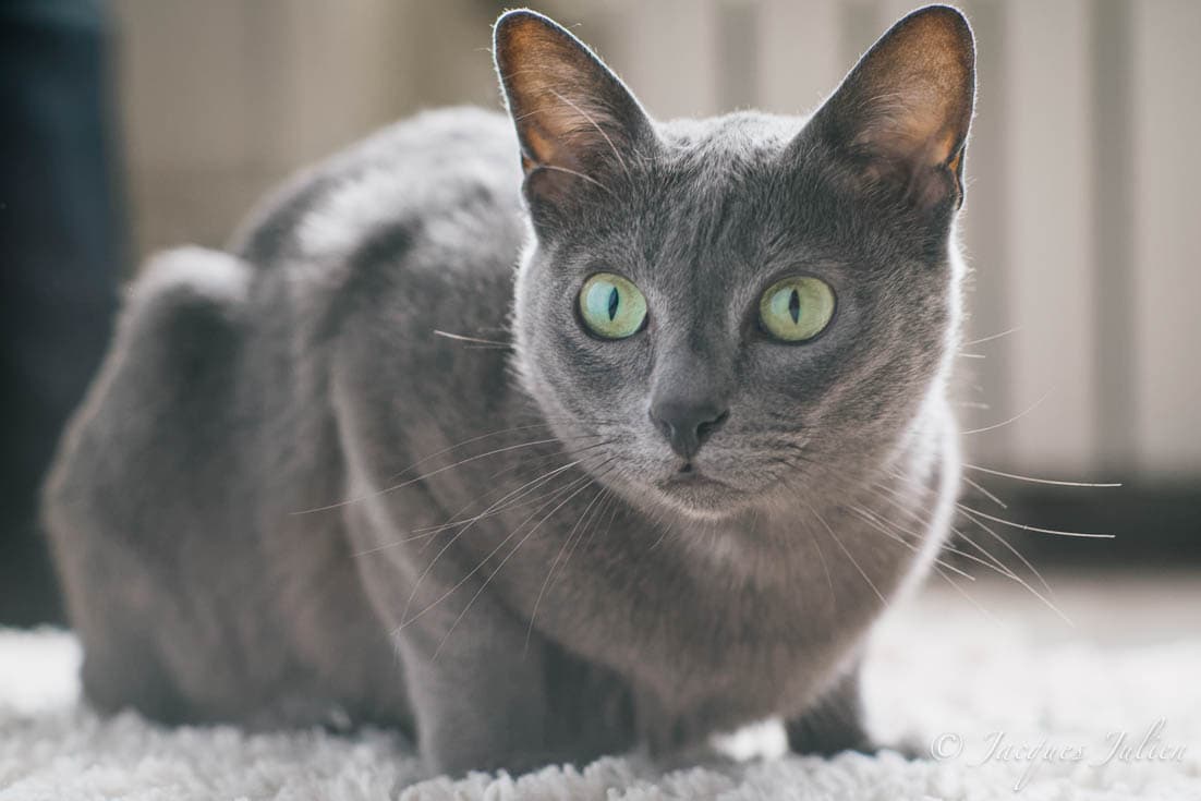 Korat : Pelage bleu-argent brillant unique, tête en forme de cœur, grands yeux verts lumineux, corps compact et musclé
