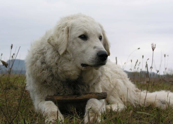 Kuvasz : Pelage blanc épais et ondulé, taille géante, tête large, expression noble et protectrice, corps musclé et puissant