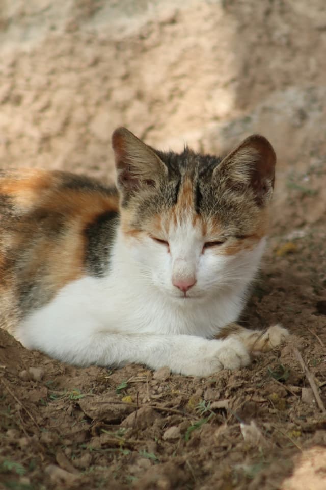 LaPerm : Pelage frisé lâche et ondulé (permanent naturelle), peut être court ou long, toutes couleurs, texture douce et aérée