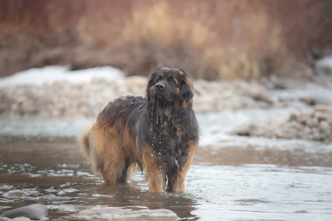 Leonberger : Chien géant avec crinière de lion, pelage long fauve à roux, masque noir, pattes palmées, expression majestueuse