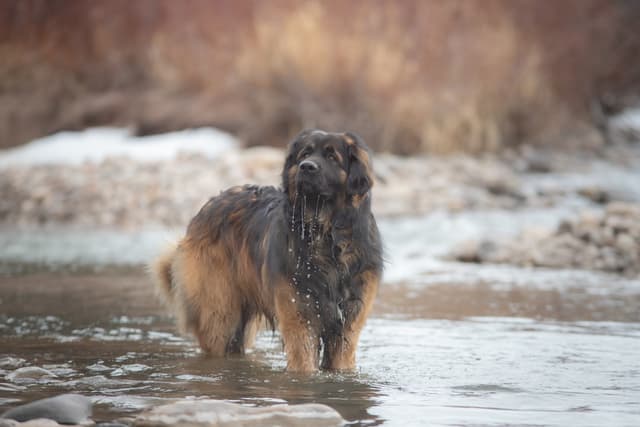 Leonberger : Chien géant avec crinière de lion, pelage long fauve à roux, masque noir, pattes palmées, expression majestueuse