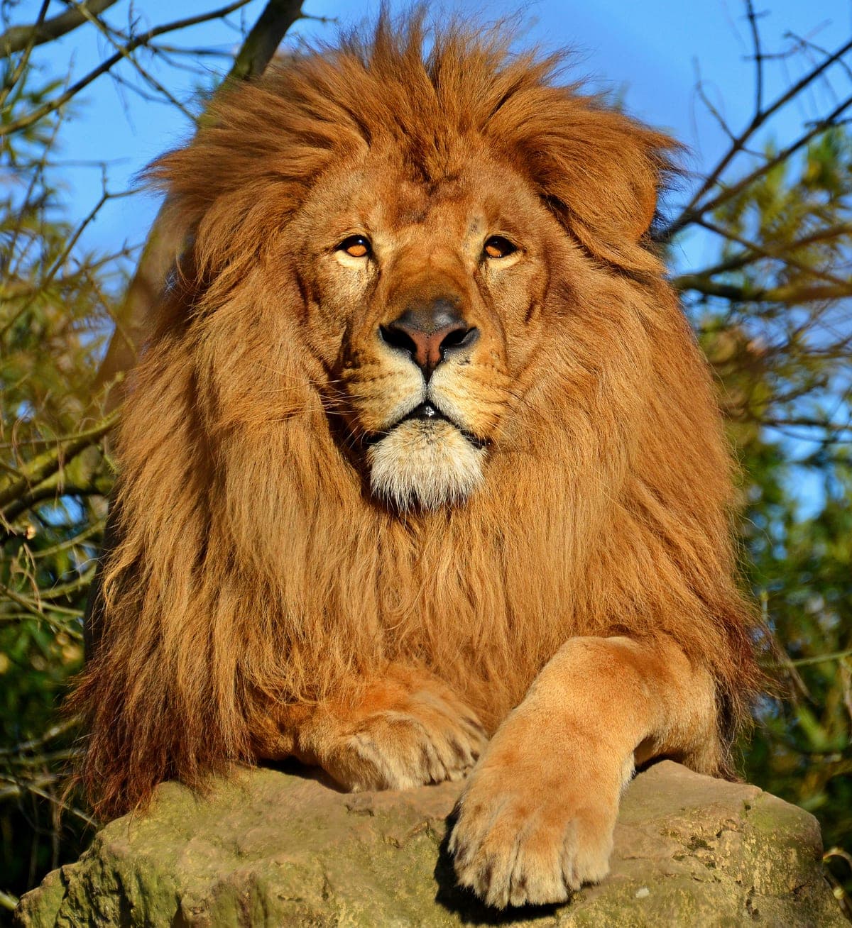 Lion d'Afrique : Crinière majestueuse chez le mâle, pelage fauve, corps massif et puissant, queue avec touffe noire au bout
