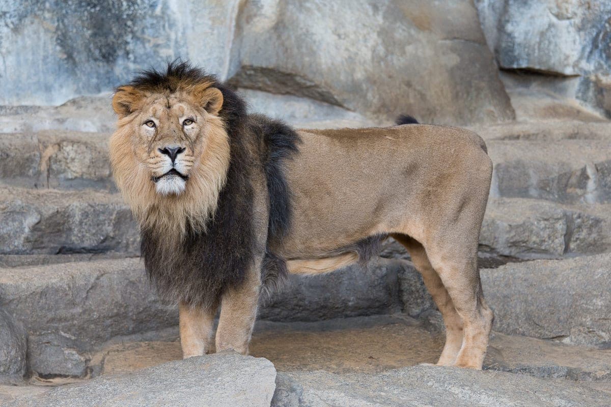 Lion d'Asie : Crinière moins développée que le lion d'Afrique, pli de peau sur le ventre, corps légèrement plus petit, toujours en groupe