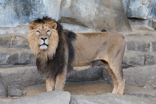 Lion d'Asie : Crinière moins développée que le lion d'Afrique, pli de peau sur le ventre, corps légèrement plus petit, toujours en groupe
