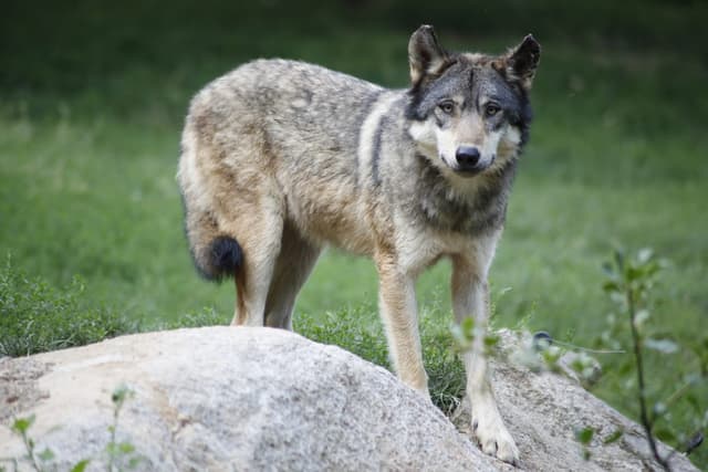 Loup gris : Canidé élancé aux oreilles dressées, au museau long et à la queue touffue