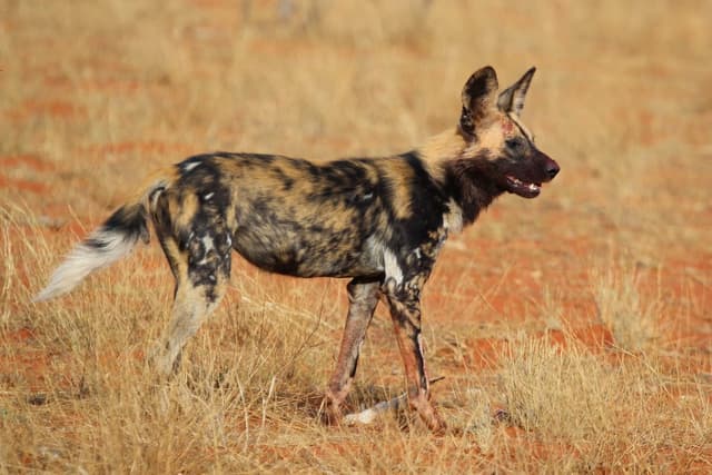 Lycaon : Canidé tacheté, aux grandes oreilles rondes et au pelage très variable
