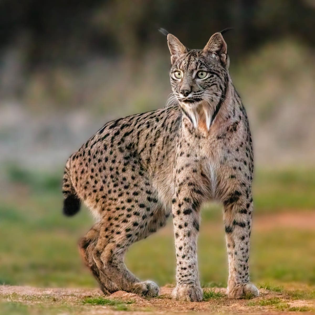 Lynx : Pinceaux de poils noirs au bout des oreilles (caractéristique unique), favoris touffus, queue courte, pattes larges