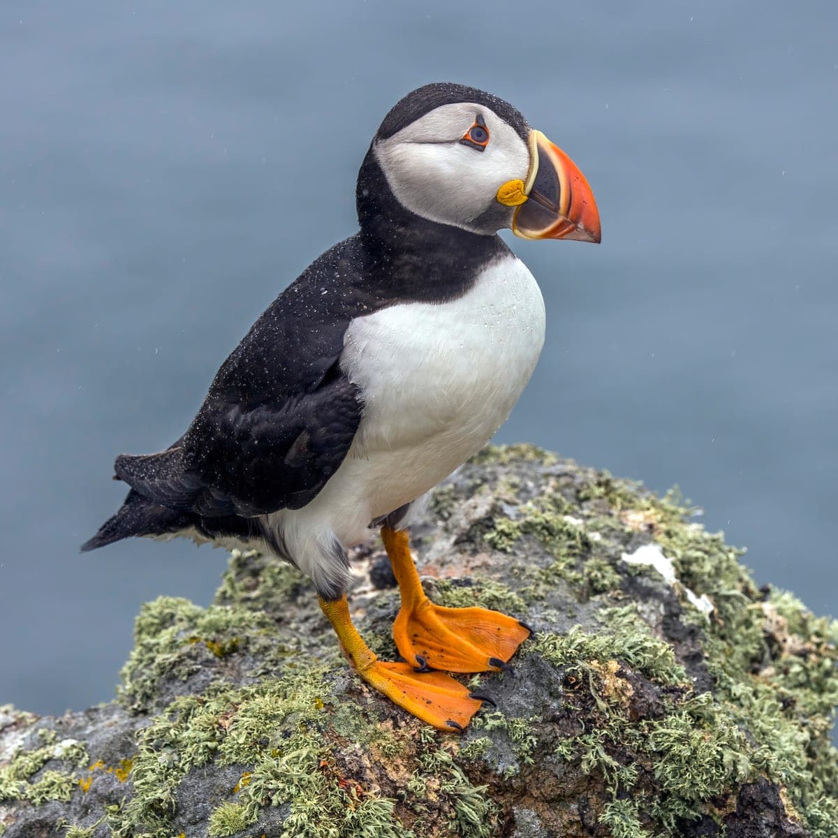 Macareux Moine : Dos noir, ventre blanc, gros bec triangulaire coloré orange/jaune/bleu, pattes orange, allure de petit pingouin