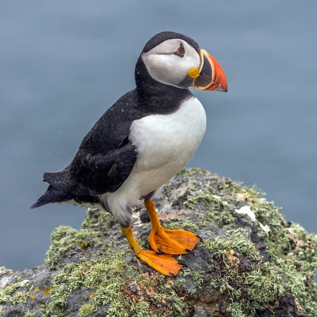 Macareux Moine : Dos noir, ventre blanc, gros bec triangulaire coloré orange/jaune/bleu, pattes orange, allure de petit pingouin