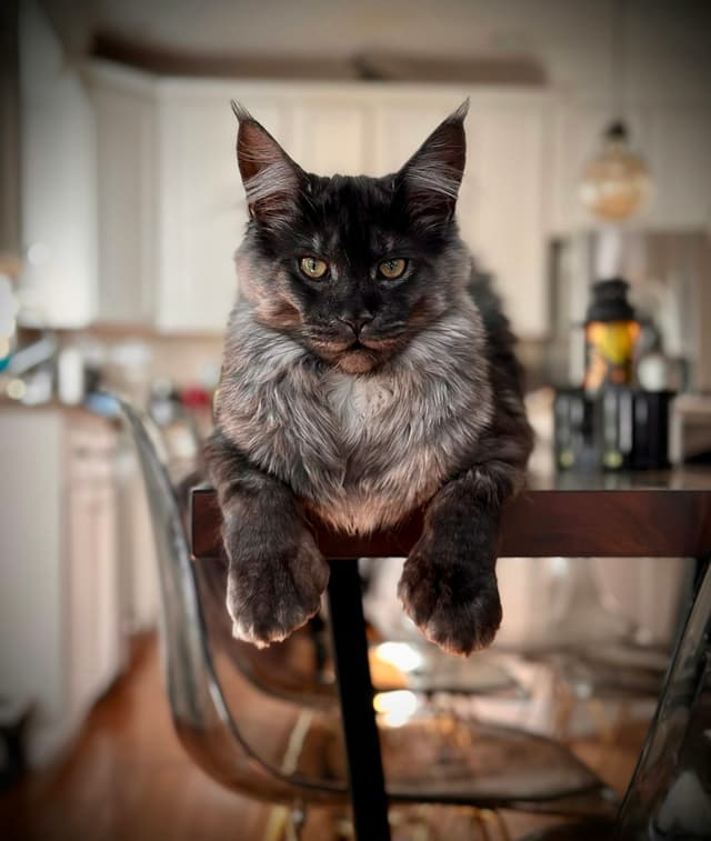 Maine Coon : Très grande taille, touffes de poils aux oreilles, collerette majestueuse, queue touffue, pattes larges avec poils entre les doigts