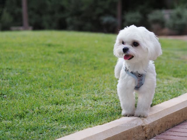 Maltese : Pelage blanc pur long et soyeux tombant jusqu'au sol, petite taille, yeux et nez noirs contrastant, allure élégante