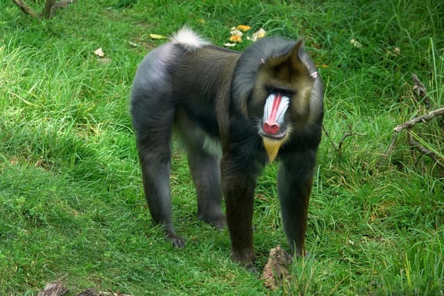 Mandrill : Grand singe avec une face colorée et des fesses très visibles