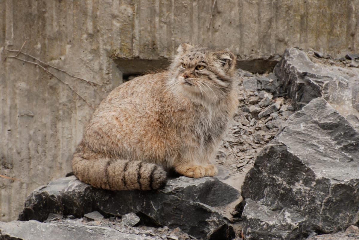 Manul : Petit félin trapu au visage aplati et à la fourrure très dense