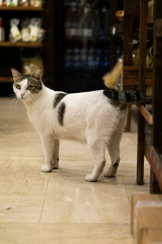 Manx : Chat sans queue ou avec queue très courte, corps trapu et musclé, pattes arrière plus longues que les pattes avant, tête ronde