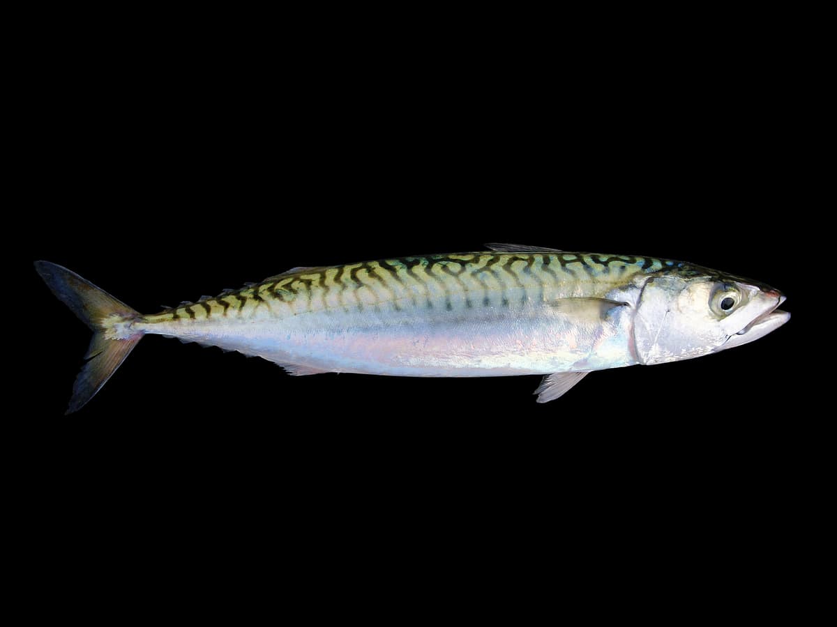 Maquereau : Poisson allongé avec des bandes verticales brillantes