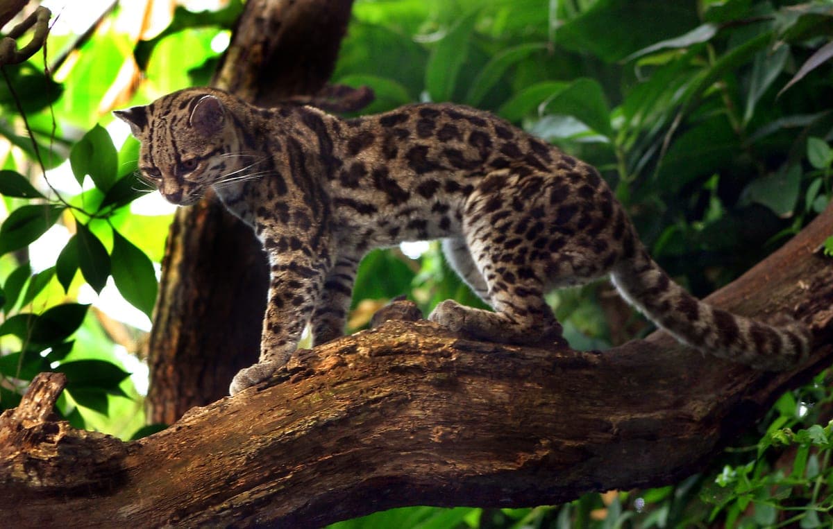 Margay : Petit félin tacheté aux grands yeux et à la longue queue