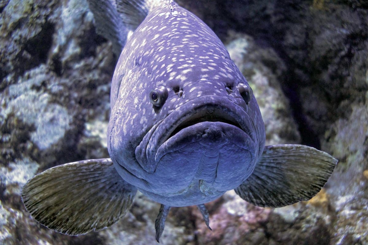 Mérou géant : Énorme corps massif pouvant atteindre 2,7m et 400kg, tête large avec bouche immense, couleur brun-gris avec taches sombres…