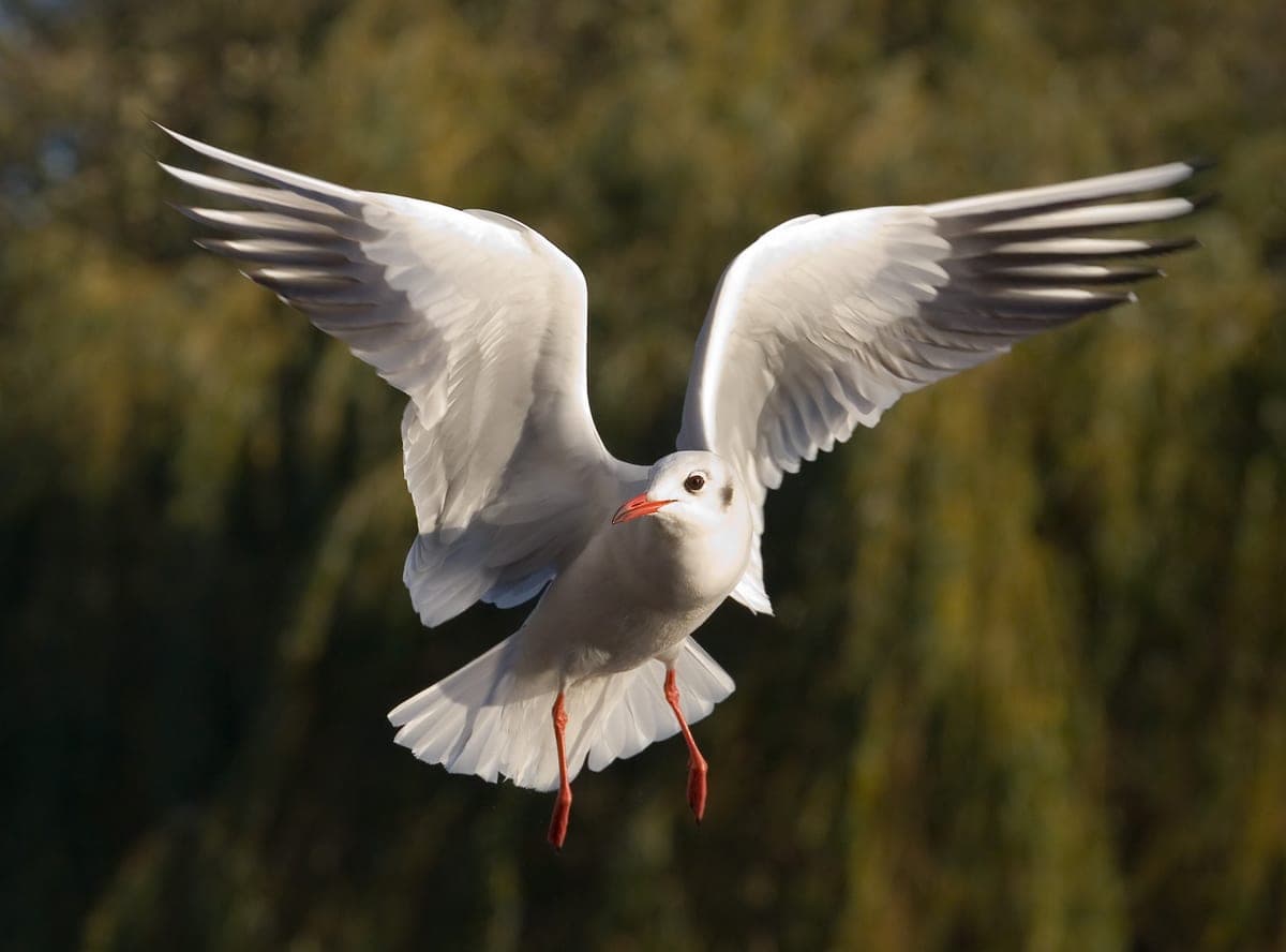 Mouette rieuse : Oiseau avec un plumage blanc et noir au niveau de la tête