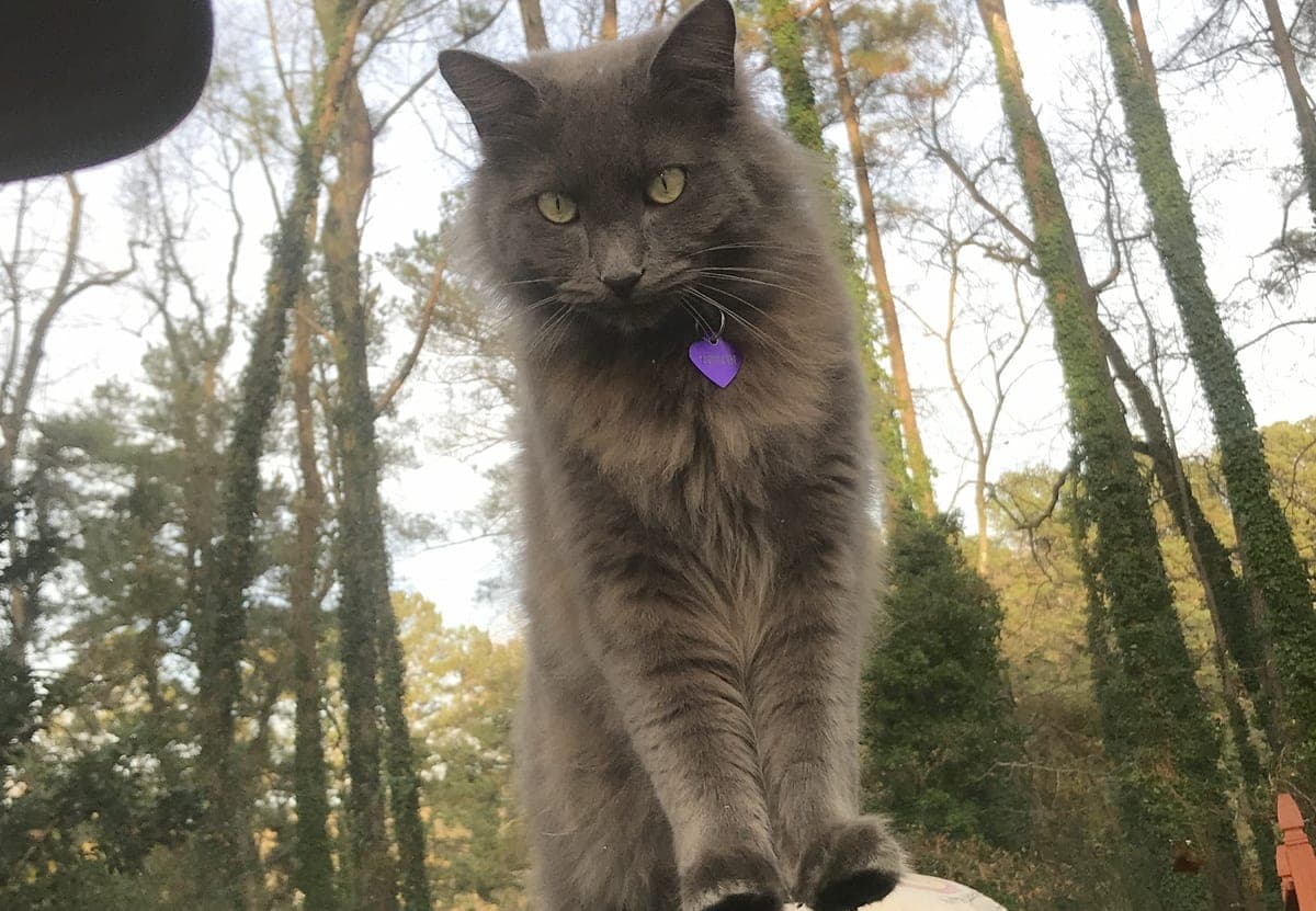 Nebelung : Pelage gris-bleu long et soyeux, yeux verts brillants, corps long et élégant, queue touffue, version longue du Bleu Russe