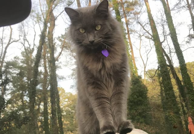 Nebelung : Pelage gris-bleu long et soyeux, yeux verts brillants, corps long et élégant, queue touffue, version longue du Bleu Russe