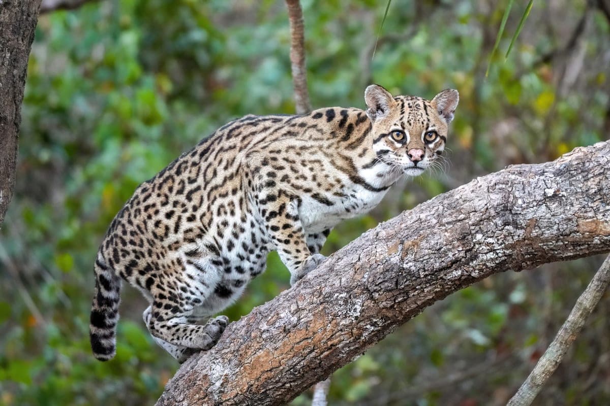 Ocelot : Magnifique pelage avec chaînes de rosettes et rayures, yeux dorés, taille moyenne, queue annelée, corps élégant