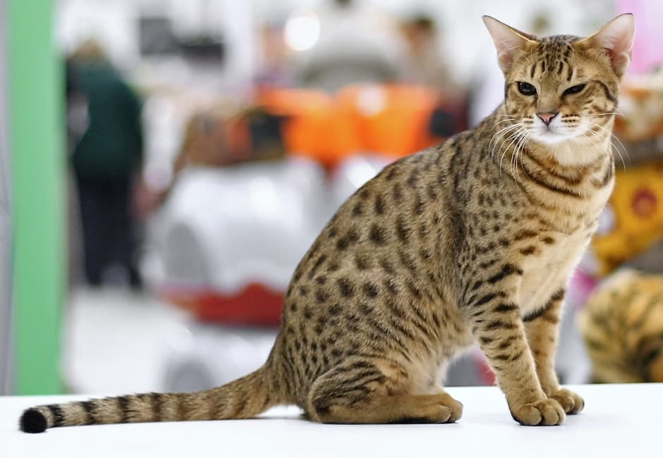 Ocicat : Taches sur tout le corps comme un ocelot sauvage, corps musclé et puissant, pas de sang sauvage malgré l'apparence