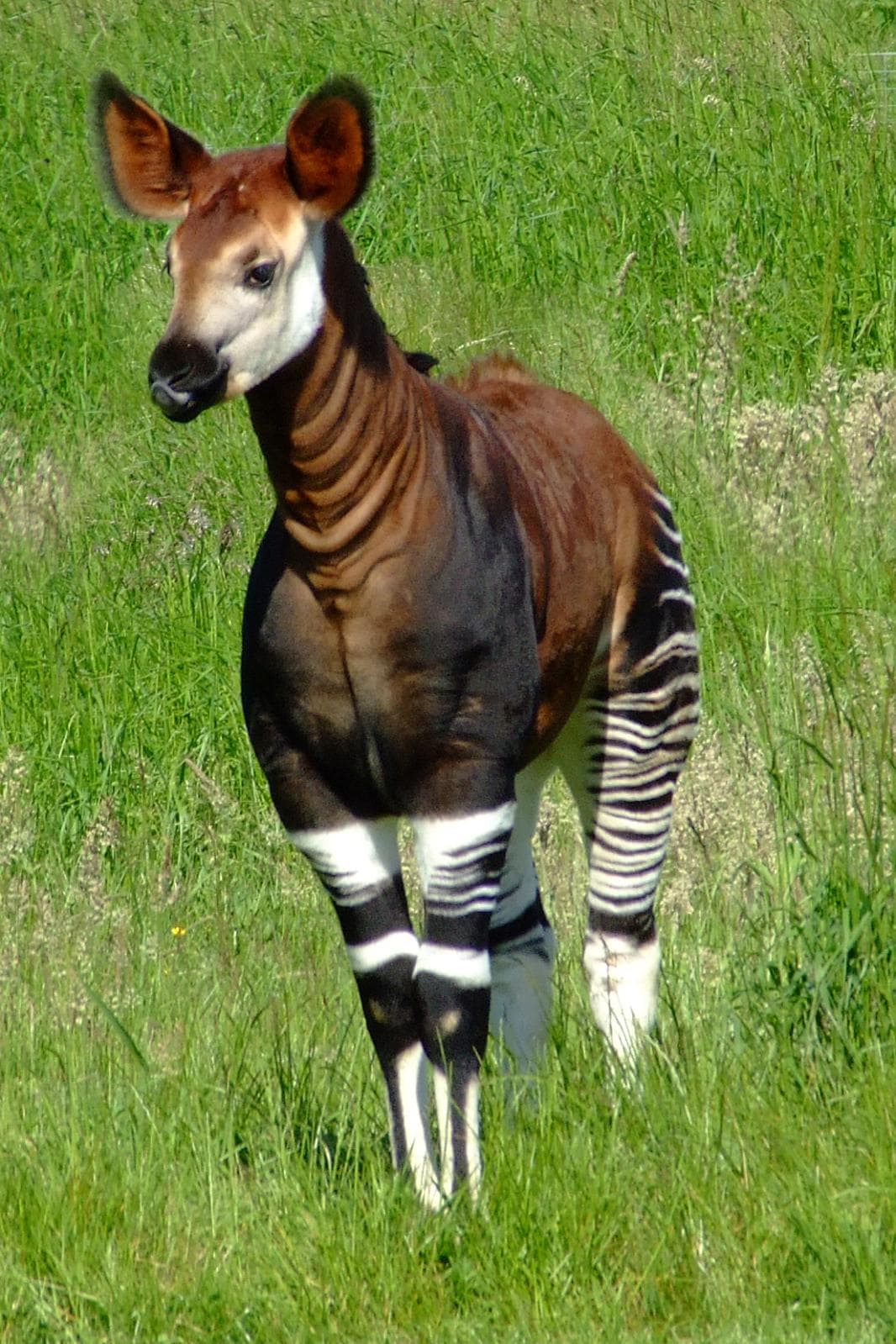 Okapi : Corps brun, pattes rayées de blanc comme un zèbre