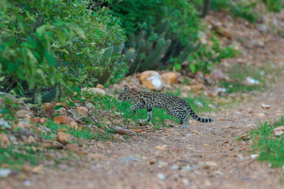 Oncille : Petit félin brun couvert de taches et de rosettes, aux grands yeux
