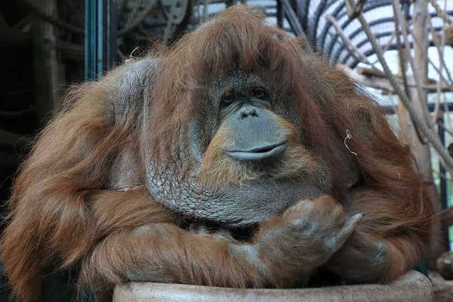 Orang-outan : Grand singe roux aux bras très longs et au visage expressif