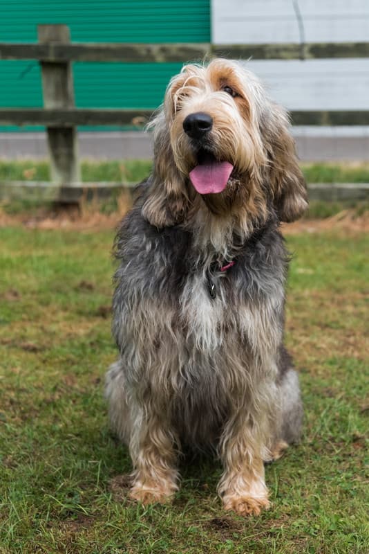Otterhound : Pelage imperméable hirsute et dense, grande taille, pattes palmées, longues oreilles tombantes, barbe distinctive