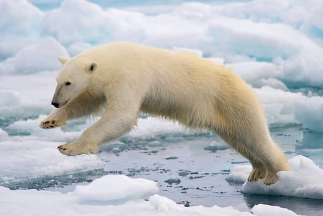 Ours polaire : Très grand ours blanc au corps allongé, vivant sur la banquise