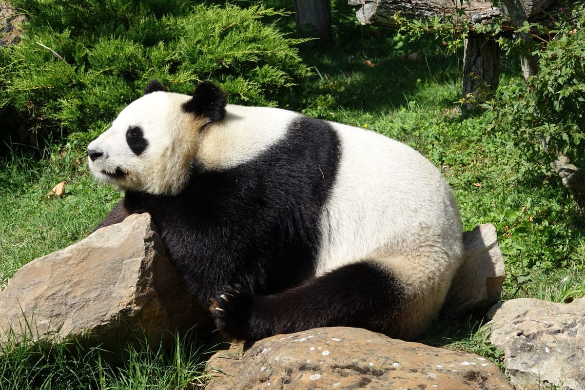 Panda géant : Fourrure blanche et noire, grandes oreilles rondes et masque autour des yeux
