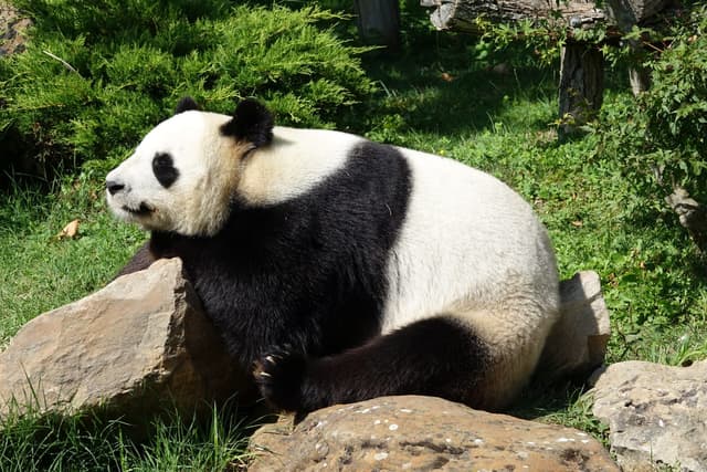 Panda géant : Fourrure blanche et noire, grandes oreilles rondes et masque autour des yeux