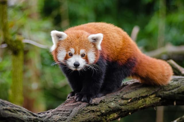 Panda roux : Petit mammifère roux à longue queue annelée et masque blanc