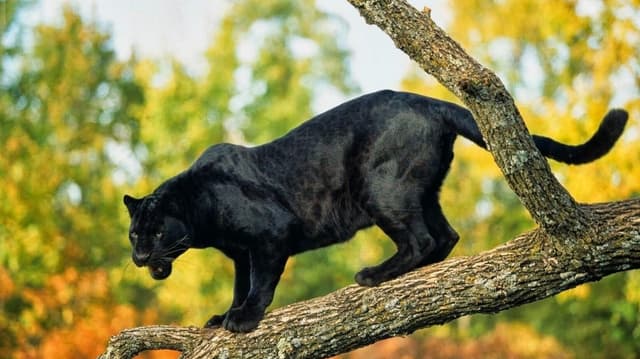 Panthère Noire : Pelage noir intense, en réalité un léopard ou jaguar mélanistique, rosettes visibles sous certaine lumière