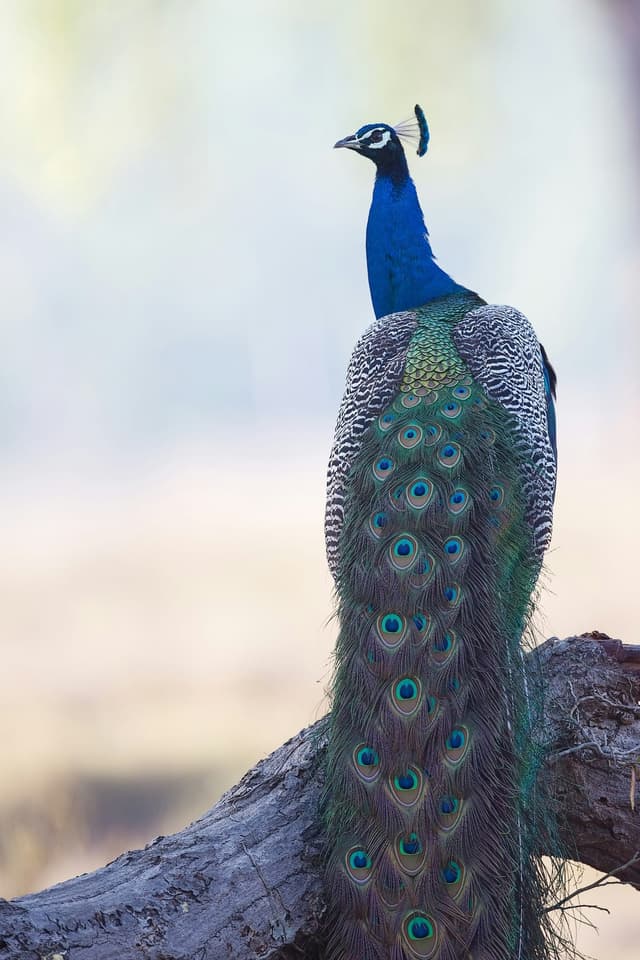 Paon : Mâle avec traîne spectaculaire à ocelles (200 plumes), tête bleue avec huppe, cri caractéristique strident