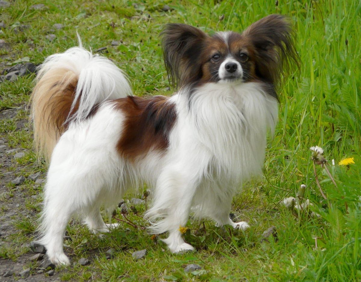 Papillon : Grandes oreilles dressées frangées ressemblant à des ailes de papillon, petit corps délicat, pelage long et soyeux bicolore