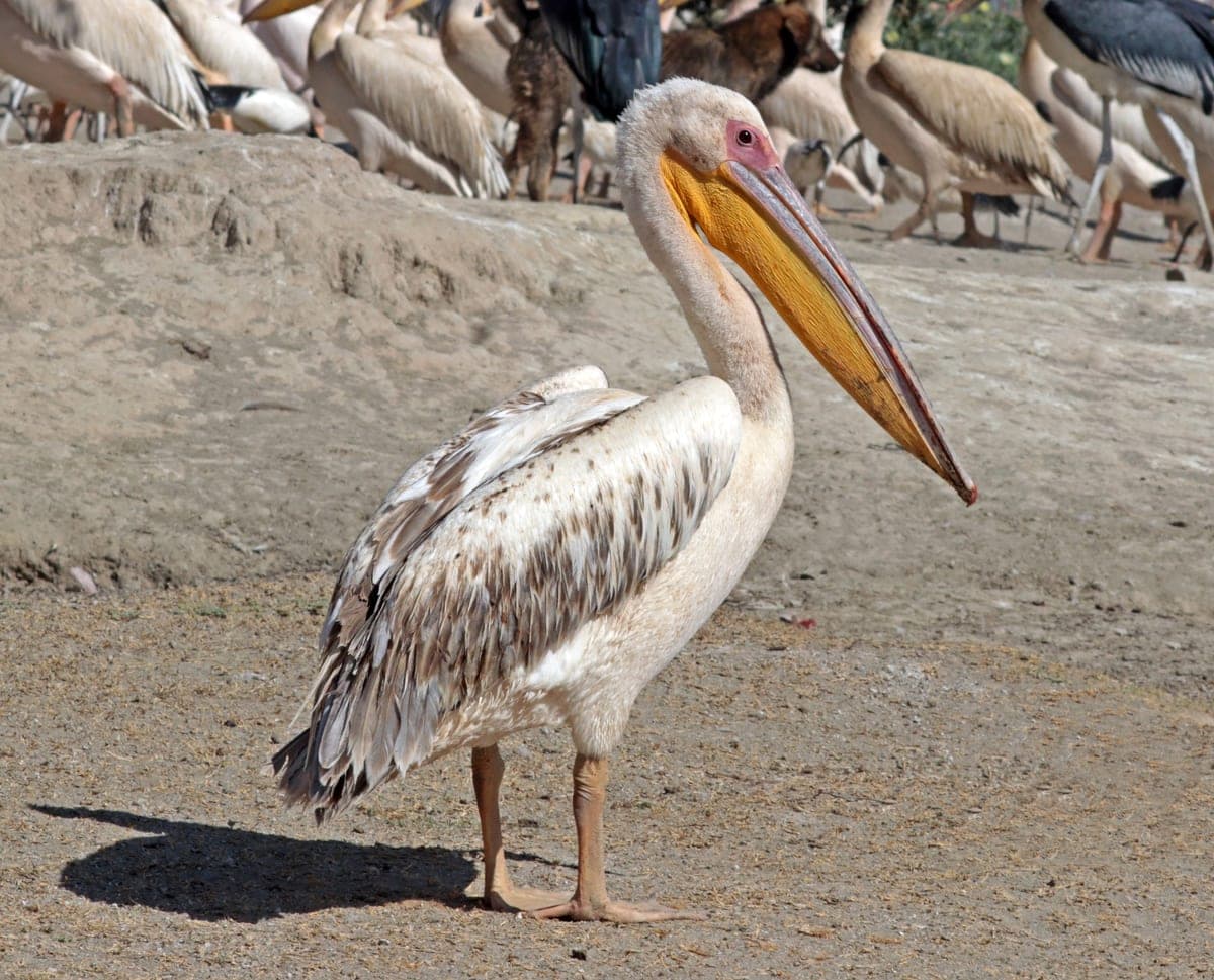 Pélican Blanc : Très grand, plumage blanc, énorme bec avec poche gulaire jaune/orange extensible, ailes noires visibles en vol