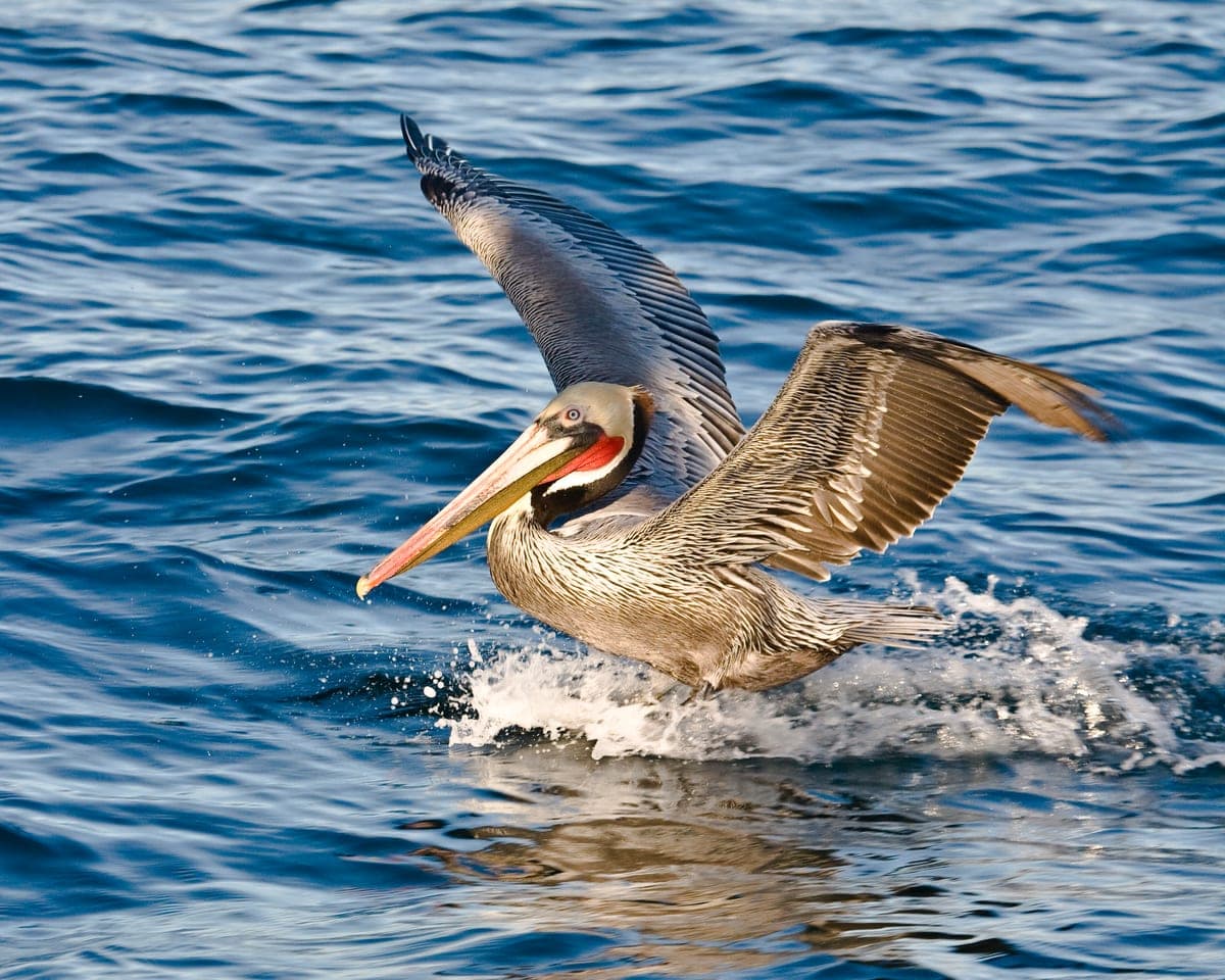 Pélican brun : Grand oiseau avec un long bec et un grand sac sous le cou
