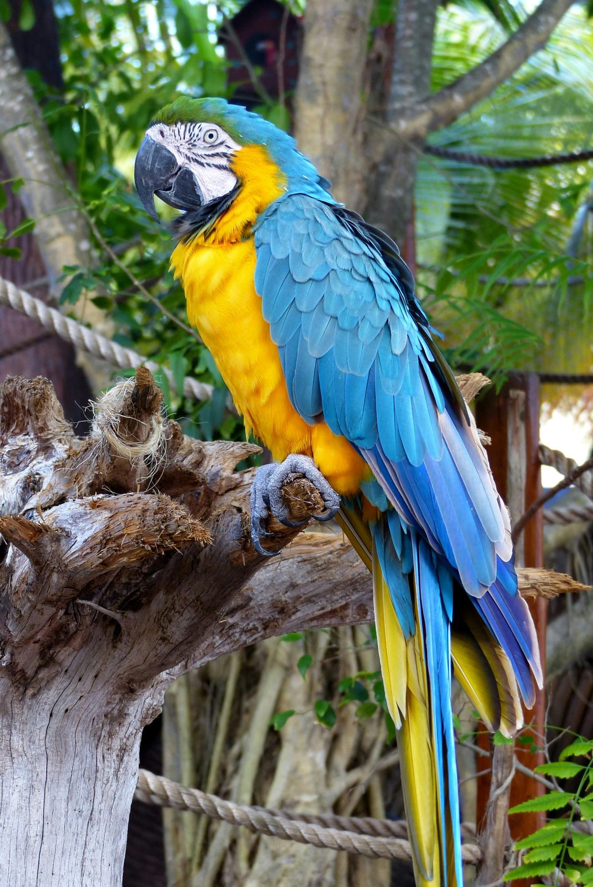 Perroquet Ara : Grand perroquet coloré (bleu-jaune ou rouge-bleu), long bec crochu puissant, longue queue, plumage éclatant