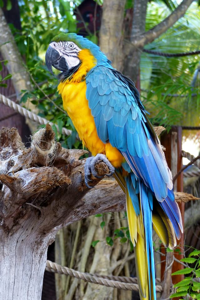 Perroquet Ara : Grand perroquet coloré (bleu-jaune ou rouge-bleu), long bec crochu puissant, longue queue, plumage éclatant