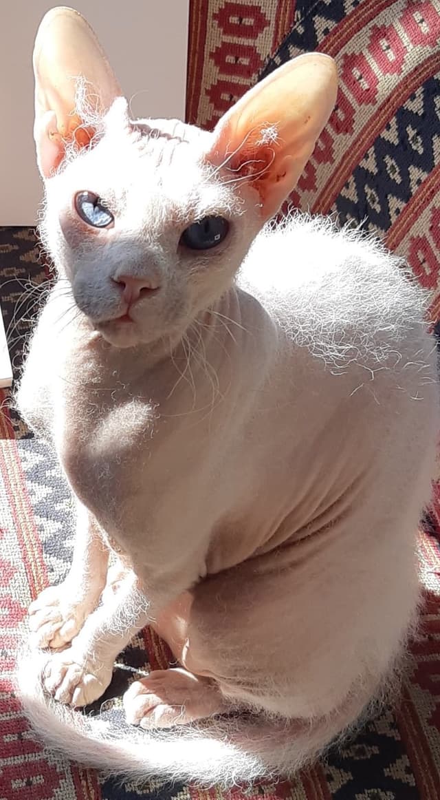 Peterbald : Peau nue ou velours, tête allongée distinctive, grandes oreilles pointues, corps élancé et musclé, yeux en amande