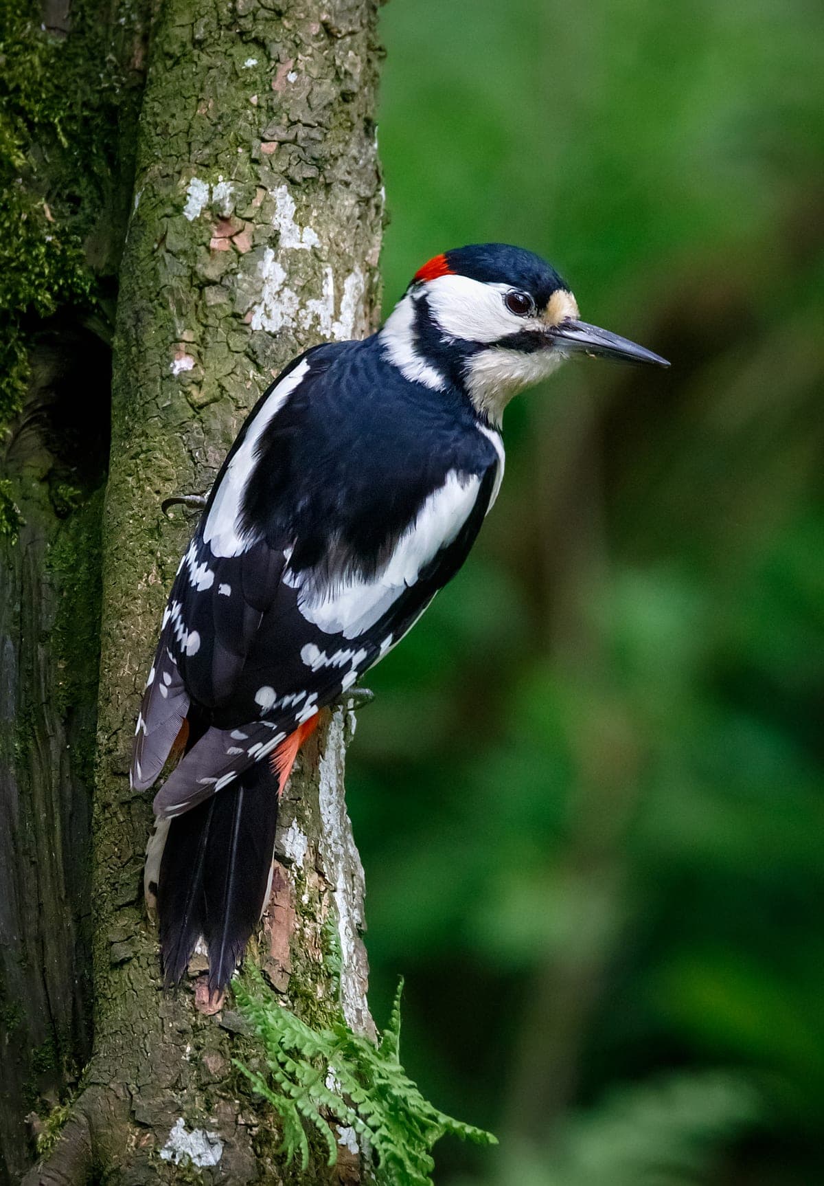 Pic Épeiche : Plumage noir et blanc barré, tache rouge sous la queue, mâle avec nuque rouge, grimpe verticalement sur les troncs