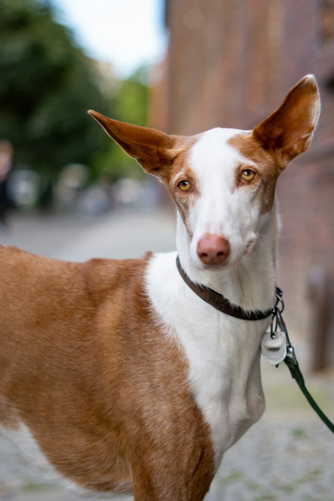 Podenco d'Ibiza : Très grandes oreilles dressées en forme de losange, pelage blanc et rouge, silhouette élancée, longues pattes fines