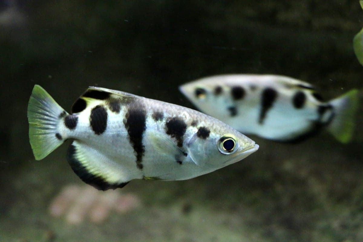 Poisson-archer : Corps argenté comprimé avec 4-5 bandes verticales noires, dos arqué caractéristique, bouche orientée vers le haut, grands yeux…