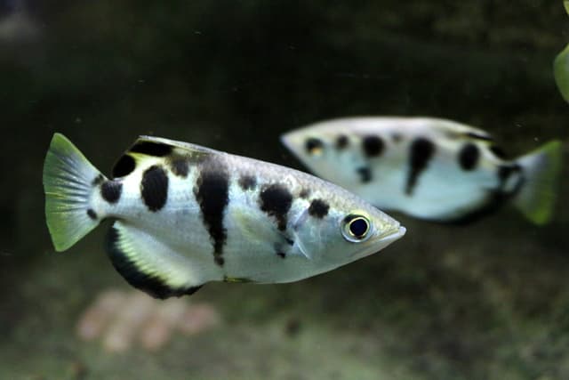 Poisson-archer : Corps argenté comprimé avec 4-5 bandes verticales noires, dos arqué caractéristique, bouche orientée vers le haut, grands yeux…