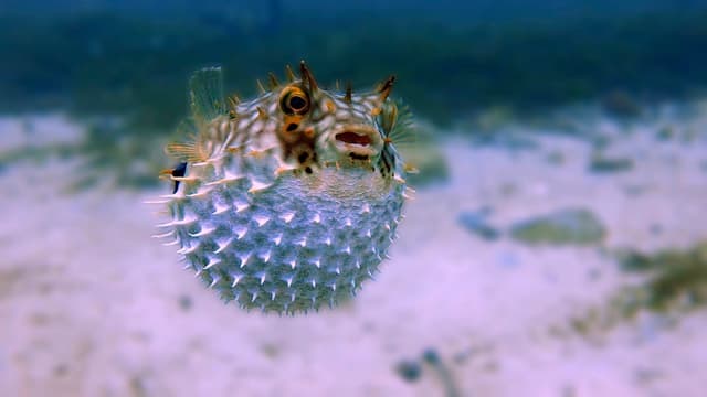 Poisson-globe : Corps rond pouvant se gonfler comme un ballon, peau parfois couverte de piquants, petit bec, nage maladroitement, yeux…