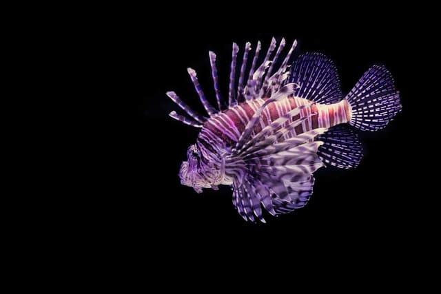 Poisson-lion : Rayures zébrées rouge et blanc spectaculaires, nageoires en forme d'éventail avec épines venimeuses, allure majestueuse et lente