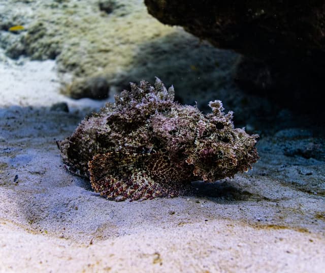 Poisson-pierre : Maître du camouflage ressemblant à une pierre encroutée, couleur brune/grise/rouge, peau verruqueuse couverte d'algues…