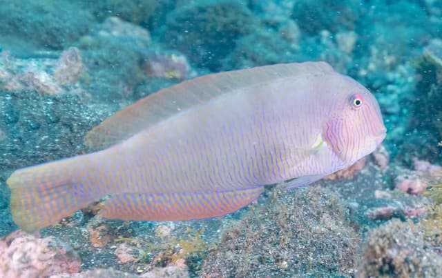 Poisson-rasoir : Corps ultra-mince et comprimé ressemblant à un rasoir, nage verticalement la tête en bas, rayure noire longitudinale, long…